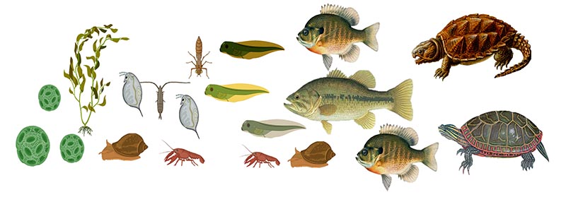 food web