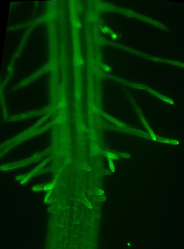 root hairs