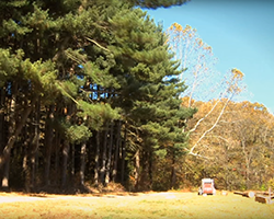 Cunningham Forest tree line and equipment.