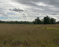 Herrmann Reserve and Tract large grass area.
