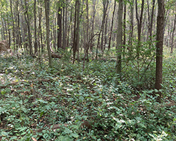 Pinney Purdue Ag Center forest.