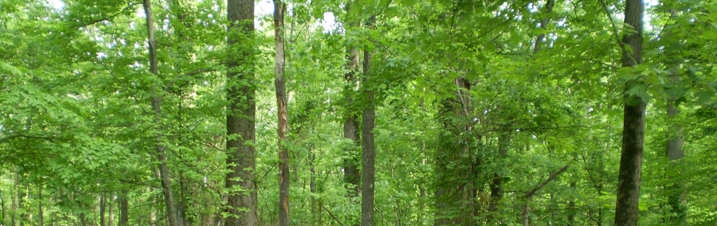 Gladden Memorial Woodl​and​​​ forest banner
