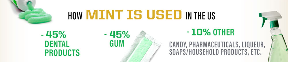 Infographic illustrating how mint is used in the US: 45% dental products, 45% gum, 10% others (candy, pharmaceuticals, liqueur, soaps and household products, etc.).