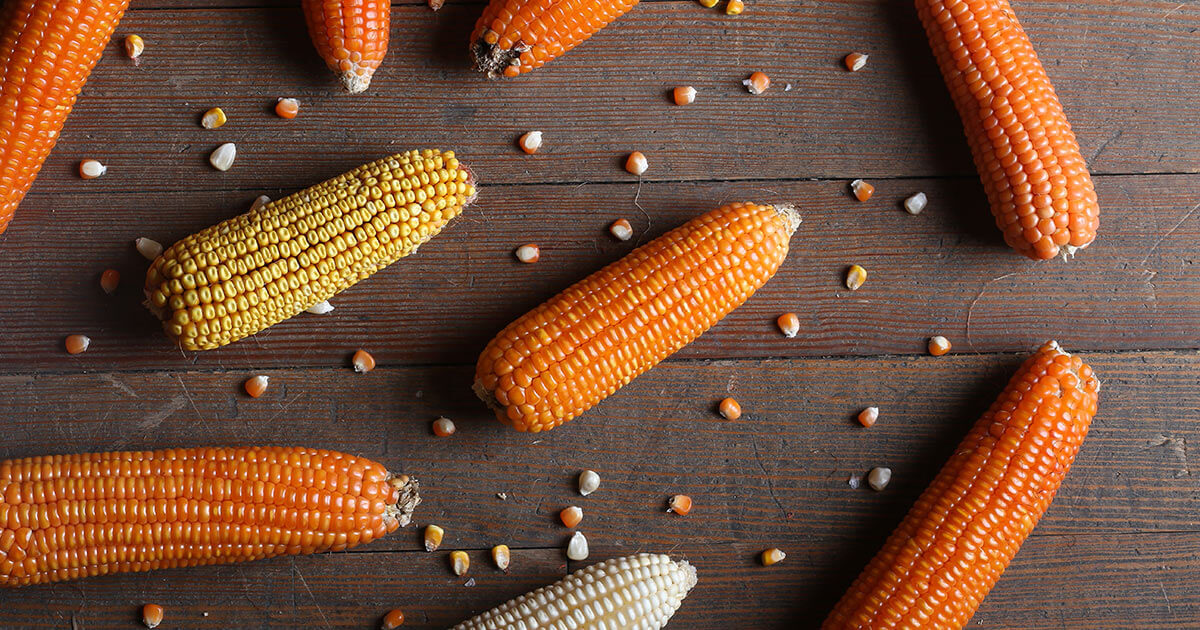 ears of corn