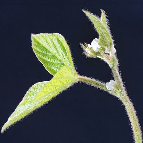 Close up photo of soybean plant leaf, stem, and flower bunch