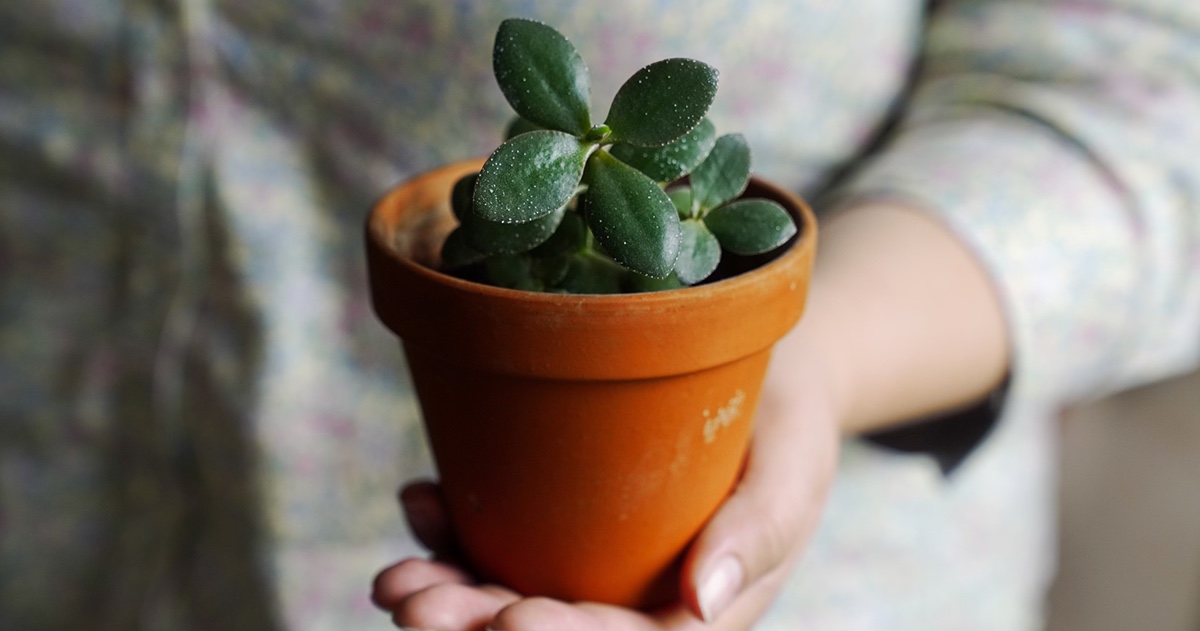 Jade plant